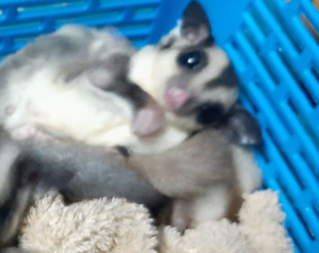 ซูการ์ไกรเดอร์เพศผู้ เมีย รูปที่ 6