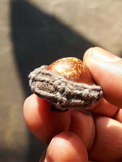 เบี้ยแก้ เปิดหลัง มีห่วง เชือกป่านถัก มีตะกรุด ลูกใหญ่ มีน้ำหนัก เบี้ยเก่ามาก สีจืด เชือกเปื่อยแล้ว แท้ แปลก หายาก ไม่รู้ที่ รูปที่ 6