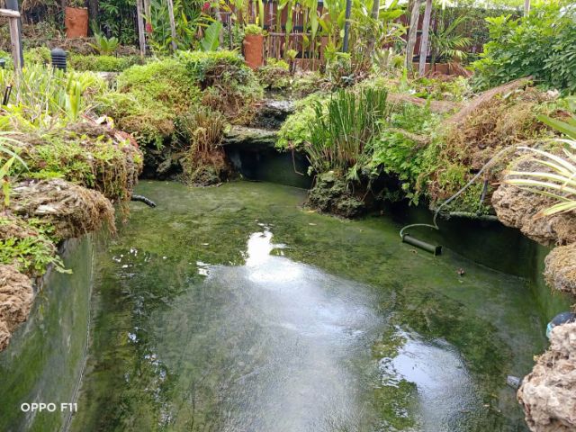 รับทำบ่อปลาคาร์ฟ,ซ่อมบ่อรั่ว,บ่อร้าว,ทำน้ำพุ,แก้ระบบกรอง,แก้น้ำขุ่นน้ำเขียว รูปที่ 5