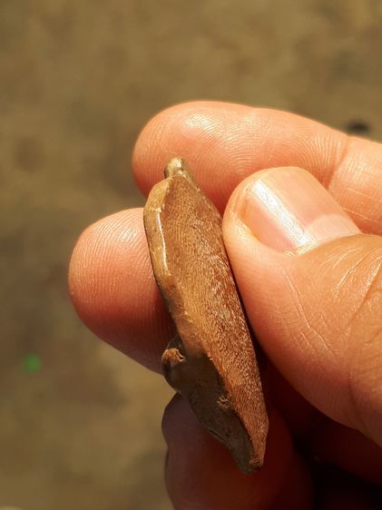 พระโพธิจักร หลังเรียบ พิมพ์โพธิ์กลาง หลวงพ่อลี วัดอโศการาม จ.สมุทรปราการ  เนื้อดินเผา ปี 2500 เนื้อออกสองสี สวย คม สมบูรณ์ เก่า แท้ แปลก หาย รูปที่ 3