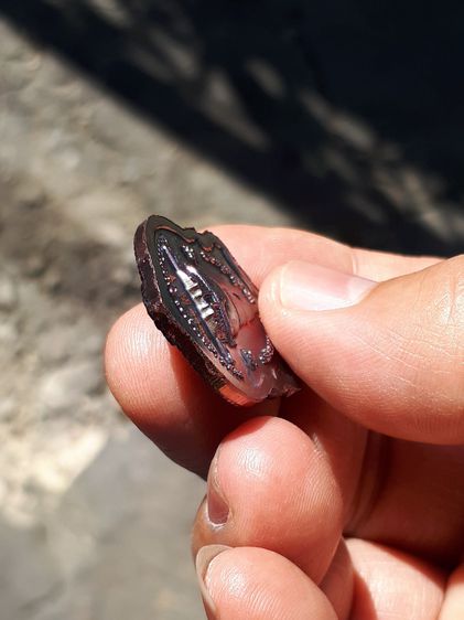 เหรียญหลวงพ่อปลดหนี้ รุ่นปลดหนี้ รับทรัพย์ รุ่นแรก วัดพระธาตุวาโย หมายเลข ๓o๓๓ เนื้อทองแดงรมดำ เหรียญมียิงเลเซอร์โค๊ต และหมายเลขทุกเหรียญ สร รูปที่ 10