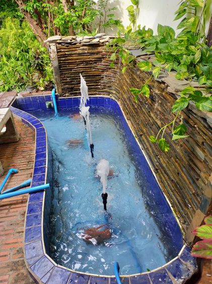 รับทำบ่อปลาคาร์ฟ น้ำพุ รับซ่อม บ่อรั่วบ่อร้าว แก้บ่อไม่ใส รูปที่ 8