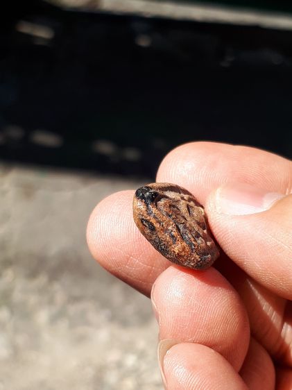 พระพุทธ พิมพ์ซุ้มแหลม หลังยันต์เทาะห์ ปี 2459 หลวงปู่บุญ วัดกลางบางแก้ว นครปฐม เนื้อดินพุทธคุณผสม เนื้อสองสี ผิวเดิม ผิวนวลดินเดิมๆ คม ชั รูปที่ 5