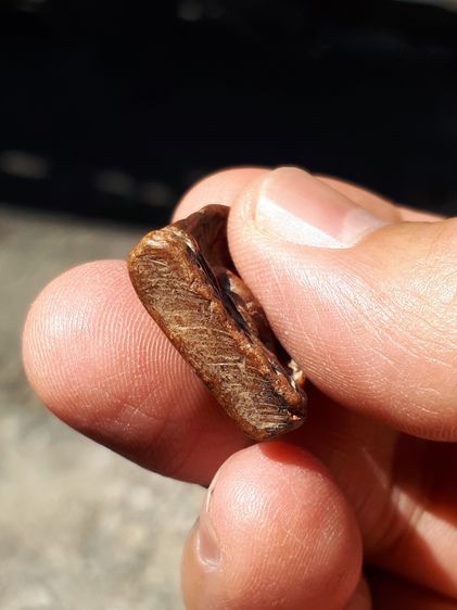 พระซุ้มกอ พิมพ์กลาง กรุวัดบรมธาตุ กำแพงเพชร เนื้อดิน มีแร่ดอกมะขาม สีแดงเข้ม ผิวมันเงา แห้ง หลังสวย ตำหนิครบ กนกติดแขนด้านซ้าย ตามสูตร จับอง รูปที่ 5