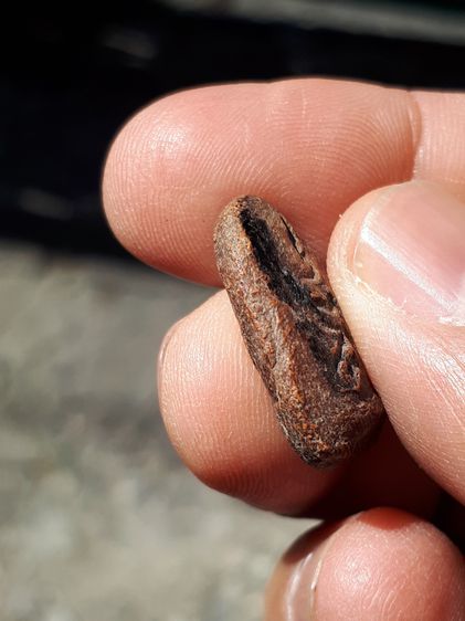 พระพุทธ พิมพ์ซุ้มเว้า หลังยันต์เทาะห์ ปี 2459 หลวงปู่บุญ วัดกลางบางแก้ว นครปฐม เนื้อดินพุทธคุณผสม เนื้อสองสี ผิวเดิม ผิวนวลดินเดิมๆ  รูปที่ 3