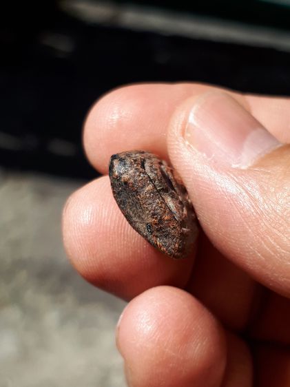 พระพุทธ พิมพ์ซุ้มเว้า หลังยันต์เทาะห์ ปี 2459 หลวงปู่บุญ วัดกลางบางแก้ว นครปฐม เนื้อดินพุทธคุณผสม เนื้อสองสี ผิวเดิม ผิวนวลดินเดิมๆ  รูปที่ 5