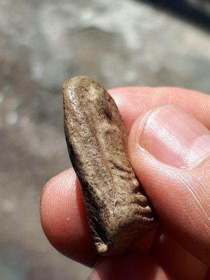 พระพิมพ์ปรกโพธิ์ใหญ่ เนื้อว่าน หลวงปู่บุญ วัดกลางบางแก้ว จ.นครปฐม ปี 2450 เนื้อมัน แน่น มีน้ำหนัก เก่า หายาก แท้ มีน้อย  	หลวงปู่บุญ วัดกลาง รูปที่ 4