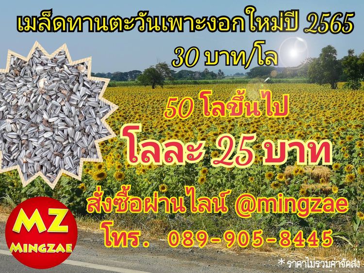 เมล็ดทานตะวันคละขนาด ปี 2568 เพาะต้นอ่อนและอาหารสำหรับเลี้ยงนก, เมล็ดกระเจี๊ยบแดง เพาะต้นอ่อนและปลูกเอาดอก ถั่วเขียว และเมล็ดงาเกษตร งาดำ รูปที่ 4