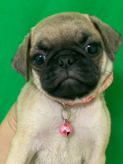 ขายลูกสุนัขพันธุ์ปั๊กขายหมาปั๊ก รูปที่ 2