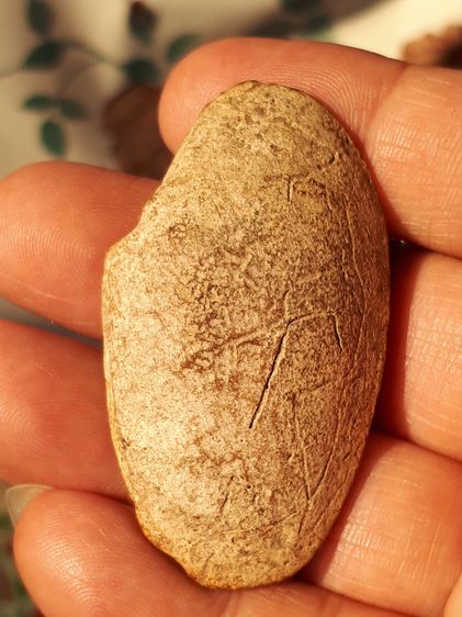 คตหอยลาย ขนาดประมาณ 2 นิ้ว ผิวสีเทา ตัวใหญ่มากๆ มีทรงเหมือนหอย ผิวแห้ง เก่า แท้ ตัวใหญ่แบบนี้หายากมากๆ แท้ หายาก       คตชนิดนี้ มาจากสัตว์  รูปที่ 4