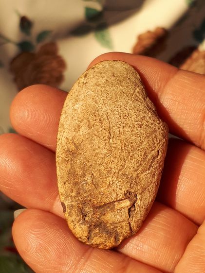 คตหอยลาย ขนาดประมาณ 2 นิ้ว ผิวสีเทา ตัวใหญ่มากๆ มีทรงเหมือนหอย ผิวแห้ง เก่า แท้ ตัวใหญ่แบบนี้หายากมากๆ แท้ หายาก       คตชนิดนี้ มาจากสัตว์  รูปที่ 9