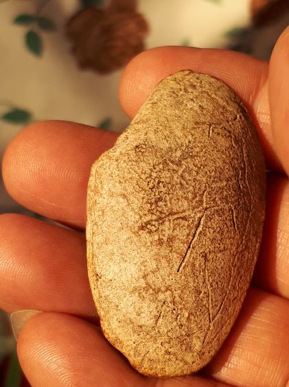 คตหอยลาย ขนาดประมาณ 2 นิ้ว ผิวสีเทา ตัวใหญ่มากๆ มีทรงเหมือนหอย ผิวแห้ง เก่า แท้ ตัวใหญ่แบบนี้หายากมากๆ แท้ หายาก       คตชนิดนี้ มาจากสัตว์  รูปที่ 3