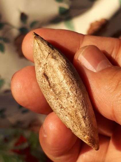 คตหอยลาย ขนาดประมาณ 2 นิ้ว ผิวสีเทา ตัวใหญ่มากๆ มีทรงเหมือนหอย ผิวแห้ง เก่า แท้ ตัวใหญ่แบบนี้หายากมากๆ แท้ หายาก       คตชนิดนี้ มาจากสัตว์  รูปที่ 5