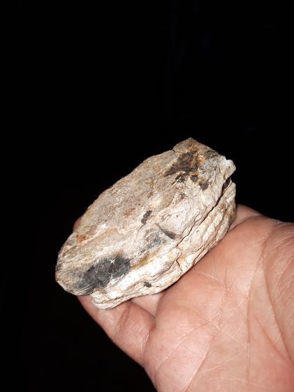 คตไม้ กลายเป็นหิน ขนาดกว้าง 4 ซม ยาว 8 ซม ทรงสวยงาม สีขาว เทา น้ำตาล ดำ เก่ามาก แท้ แปลก  ไม้กลายเป็นหิน หรือ คนไทยโบราณเรียกว่า คตไม้ รูปที่ 11