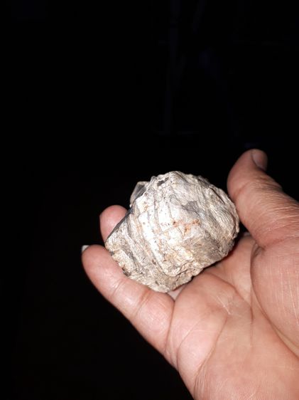 คตไม้ กลายเป็นหิน ขนาดกว้าง 4 ซม ยาว 8 ซม ทรงสวยงาม สีขาว เทา น้ำตาล ดำ เก่ามาก แท้ แปลก  ไม้กลายเป็นหิน หรือ คนไทยโบราณเรียกว่า คตไม้ รูปที่ 9