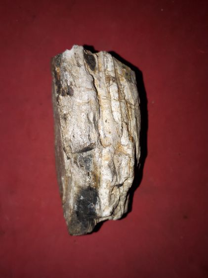 คตไม้ กลายเป็นหิน ขนาดกว้าง 4 ซม ยาว 8 ซม ทรงสวยงาม สีขาว เทา น้ำตาล ดำ เก่ามาก แท้ แปลก  ไม้กลายเป็นหิน หรือ คนไทยโบราณเรียกว่า คตไม้ รูปที่ 2