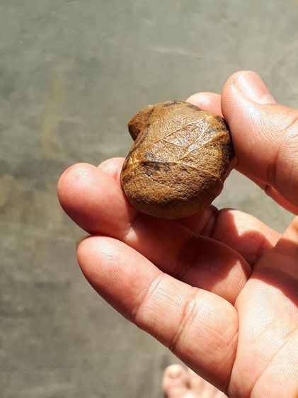 คตหิน ศักดิ์สิทธิ์ จารมือ ขนาดยาว กลมมน เนื้อสีน้ำตาล มีลวดลาย เป็นธรรมชาติสวยงาม เนื้อแห้ง แข็ง ผิวมัน ขนาดใหญ่ มีน้ำหนัก เก่า เนื้อแห้ง แข รูปที่ 10