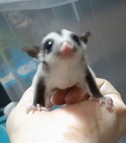 ซูการ์ไกรเดอร์เพศผู้ เมีย รูปที่ 9