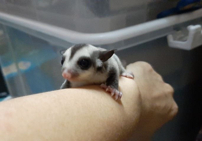 ซูการ์ไกรเดอร์เพศผู้ เมีย รูปที่ 12