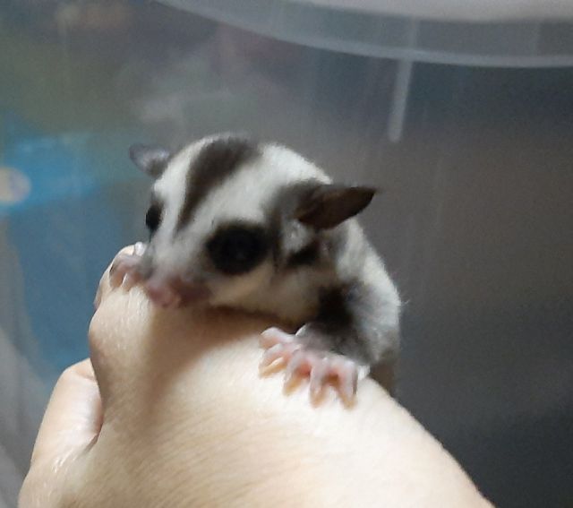 ซูการ์ไกรเดอร์เพศผู้ เมีย รูปที่ 10