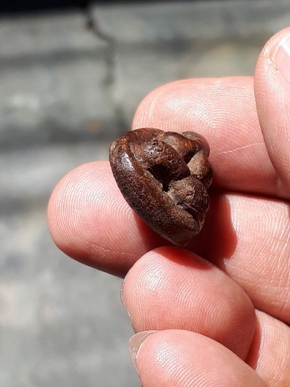 พระปิดตา เนื้อผงคลุกรัก หลังอูม เนื้อผงแก่มวลสาร จัด แห้ง แตกลาน มีคราบไข นวลตา ไม่แข็งกระด้าง ผิวเดิมๆ เก่าตามธรรมชาติ เป็นพระเก่าเก็บ สภาพ รูปที่ 7