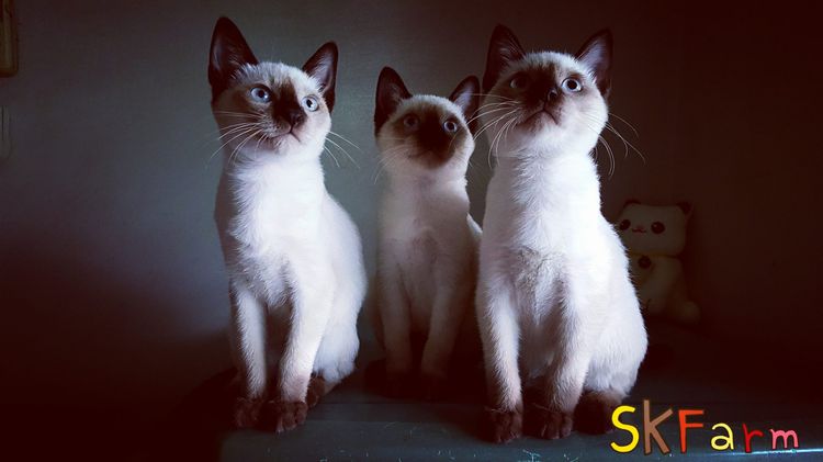 ลูกแมวมงคลไทยโบราณสายพันธุ์วิเชียรมาศ Siamese Cat จดทะเบียนพาณิชย์ ( รวมวัคซีน,ถ่ายพยาธิ และหยดยาRevolution)
