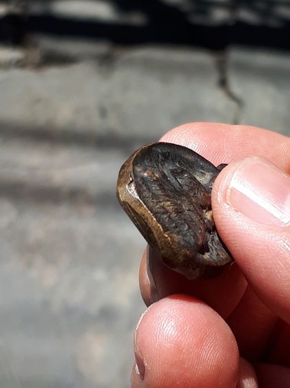 เหรียญไข่ หลวงพ่อไปล่ วัดกำแพง รุ่นแรก ปี 2478 เนื้อฝาบาตร เนื้อเหยี่ยว ย่น สภาพสวยมาก แท้ดูง่าย เก่า เดิมๆ  สร้างน้อย หายาก พุทธคุณสุดยอดทา รูปที่ 7