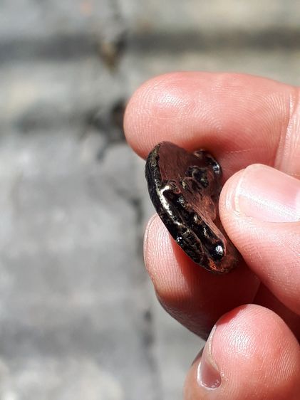 เหรียญพระพุทธ หลังยันต์ หลวงพ่อคง วัดบางกะพ้อม จ.สมุทรสงคราม หล่อโบราณยุคต้นๆ เนื้อทองผสม เป็นเหรียญยุคเก่า สภาพแบบเดิมๆ แท้ เก่า ดูง่าย หาย รูปที่ 8