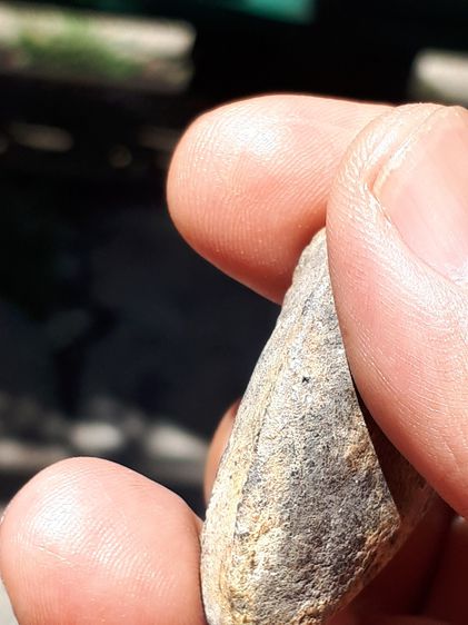 พระหลวงพ่อทวด เนื้อว่าน พิมพ์ใหญ่ ไหล่จุดหูขีด นิยม ปี2497 จ.ปัตตานี ด้านหลังเรียบ เนื้อเทาดำ ดินกากยายักษ์ แห้ง เหี่ยว ผิวเดิมๆ แร่จม เป็นธ รูปที่ 6