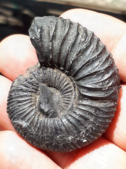 คตกิ้งกือ ขนาดประมาณ 2 นิ้ว ผิวสีดำ มีลวดลายสวยงาม ใหญ่มาก ผิวแห้ง เก่า แท้ ขนาดใหญ่แบบนี้ มีนำ้หนัก หายากมากๆ แท้ แปลกมาก คตกิ้งกือ สัตว์กล