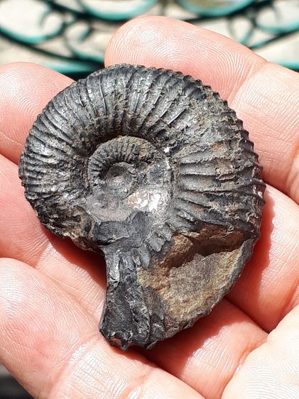 คตกิ้งกือ ขนาดประมาณ 2 นิ้ว ผิวสีดำ มีลวดลายสวยงาม ใหญ่มาก ผิวแห้ง เก่า แท้ ขนาดใหญ่แบบนี้ มีนำ้หนัก หายากมากๆ แท้ แปลกมาก คตกิ้งกือ สัตว์กล รูปที่ 8