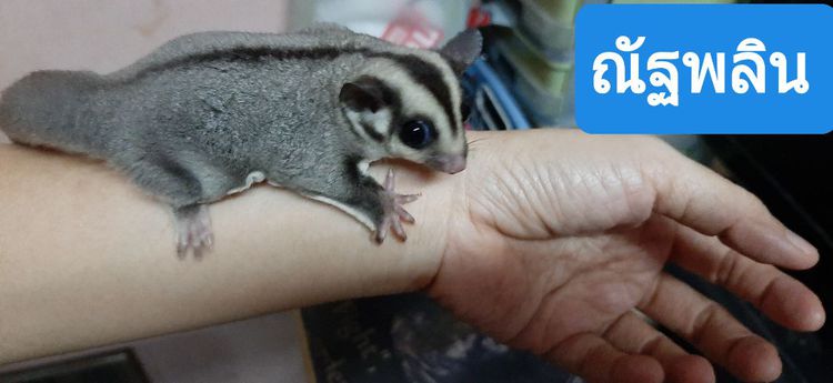 ซูการ์ไกรเดอร์เพศผู้ เมีย รูปที่ 15