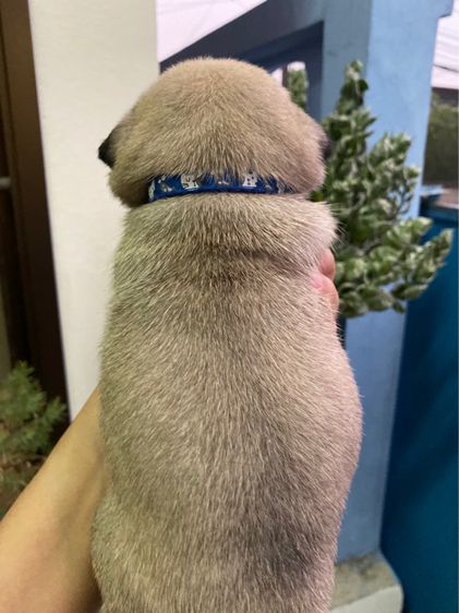 ขายลูกสุนัขพันธุ์ปั๊กขายหมาปั๊ก รูปที่ 9