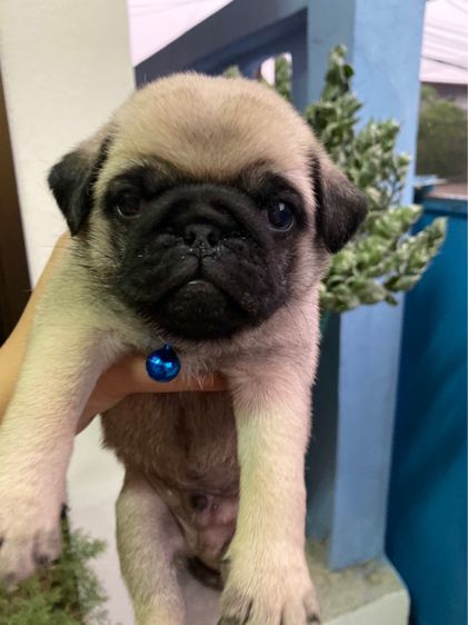 ขายลูกสุนัขพันธุ์ปั๊กขายหมาปั๊ก รูปที่ 5