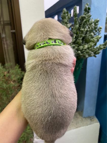 ขายลูกสุนัขพันธุ์ปั๊กขายหมาปั๊ก รูปที่ 4