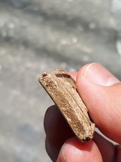 พระสมเด็จ พิมพ์ใหญ่ เกศทะลุซุ้ม หลังกาบหมาก เนื้อผงพุทธคุณ ละเเอียด เนียน พระสวยสมบูรณ์ เก่า เป็นธรรมชาติ มีร่องรอยความเก่าให้เห็นอย่างชัดเจ รูปที่ 5