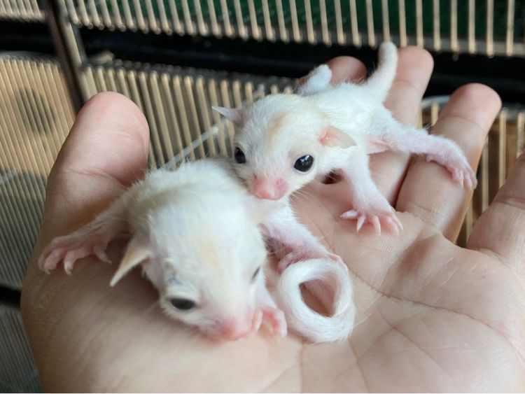 ขาย ชูก้าไกลเดอร์ มีตลอด มีทุกสี ส่งได้ทั่วไทย รูปที่ 4