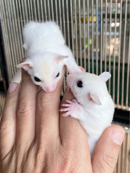 ขาย ชูก้าไกลเดอร์ มีตลอด มีทุกสี ส่งได้ทั่วไทย รูปที่ 2