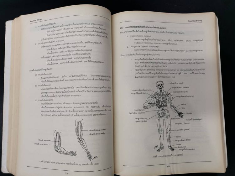 หนังสือสรุปหลักชีววิทยา Essential BIOLOGY สำหรับระดับชั้นมัธยมศึกษาและอุดมศึกษา รูปที่ 7