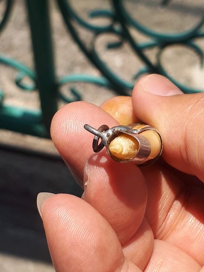 เขี้ยวหมูตัน เลี่ยมเงิน 3 ห่วง ขนาดประมาณ 2 นิ้ว ผิวสีเหลืองน้ำผึง เขี้ยวสวย มีลวดลายเป็นธรรมชาติ แห้ง เก่า แท้ สภาพสวยมาก อย่างสวย เขี้ยวแบ รูปที่ 5