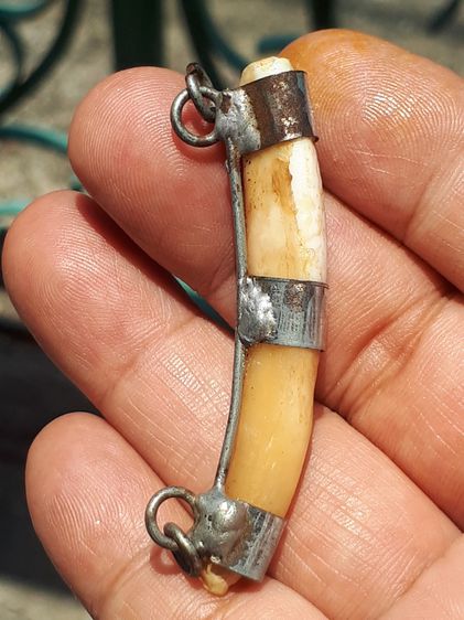 เขี้ยวหมูตัน เลี่ยมเงิน 3 ห่วง ขนาดประมาณ 2 นิ้ว ผิวสีเหลืองน้ำผึง เขี้ยวสวย มีลวดลายเป็นธรรมชาติ แห้ง เก่า แท้ สภาพสวยมาก อย่างสวย เขี้ยวแบ รูปที่ 7