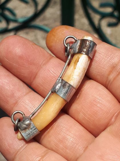 เขี้ยวหมูตัน เลี่ยมเงิน 3 ห่วง ขนาดประมาณ 2 นิ้ว ผิวสีเหลืองน้ำผึง เขี้ยวสวย มีลวดลายเป็นธรรมชาติ แห้ง เก่า แท้ สภาพสวยมาก อย่างสวย เขี้ยวแบ รูปที่ 2