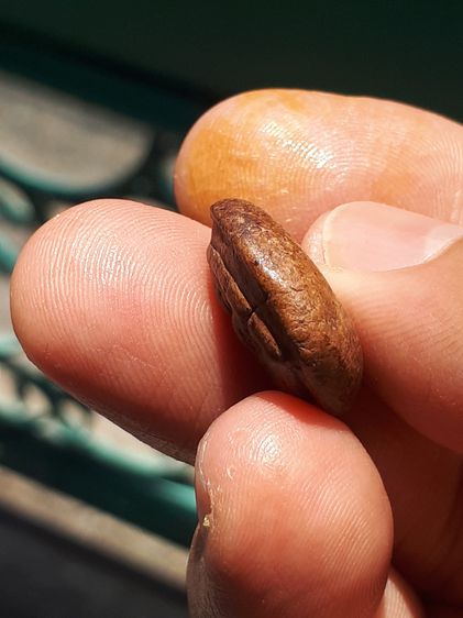 พระซุ้มกอขนมเปี๊ยะ กรุลานดอกไม้ จ.กำแพงเพชร พิมพ์จิ๋ว หลังอูม เนื้อดิน มีแร่ดอกมะขาม สีพิกุลเข้มๆ ผิวมันเงา แห้ง ตำหนิครบ จับองค์พระแล้วไม่ค รูปที่ 3