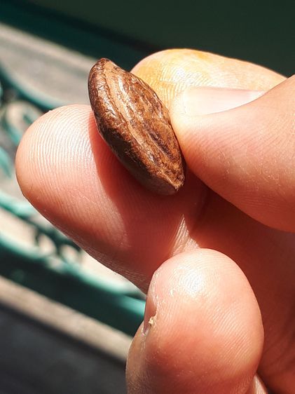 พระซุ้มกอขนมเปี๊ยะ กรุลานดอกไม้ จ.กำแพงเพชร พิมพ์จิ๋ว หลังอูม เนื้อดิน มีแร่ดอกมะขาม สีพิกุลเข้มๆ ผิวมันเงา แห้ง ตำหนิครบ จับองค์พระแล้วไม่ค รูปที่ 5