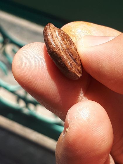 พระซุ้มกอขนมเปี๊ยะ กรุลานดอกไม้ จ.กำแพงเพชร พิมพ์จิ๋ว หลังอูม เนื้อดิน มีแร่ดอกมะขาม สีพิกุลเข้มๆ ผิวมันเงา แห้ง ตำหนิครบ จับองค์พระแล้วไม่ค รูปที่ 4