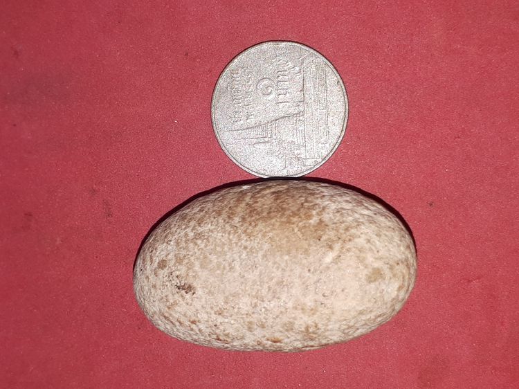 คตขนุน สีน้ำตาล รูปทรงรี กลมมน ขนาด 2 นิ้ว แข็ง ผิวเป็นไปตามธรรมชาติ ยุบย่น มีน้ำหนัก สภาพสมบูรณ์ สวยงาม เก่า แท้ แปลก หายากมาก ของแท้จากธรร รูปที่ 5