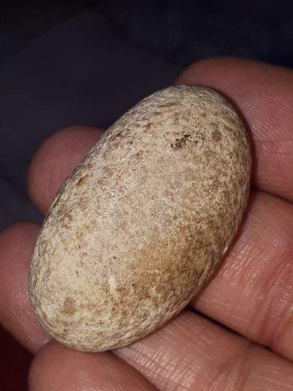 คตขนุน สีน้ำตาล รูปทรงรี กลมมน ขนาด 2 นิ้ว แข็ง ผิวเป็นไปตามธรรมชาติ ยุบย่น มีน้ำหนัก สภาพสมบูรณ์ สวยงาม เก่า แท้ แปลก หายากมาก ของแท้จากธรร รูปที่ 6