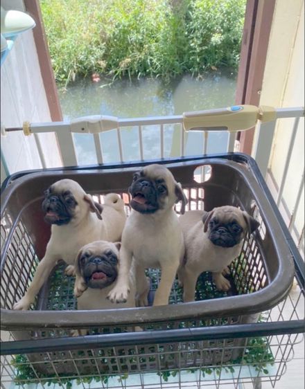 ขายลูกสุนัขปั๊กขายหมาปั๊ก รูปที่ 3