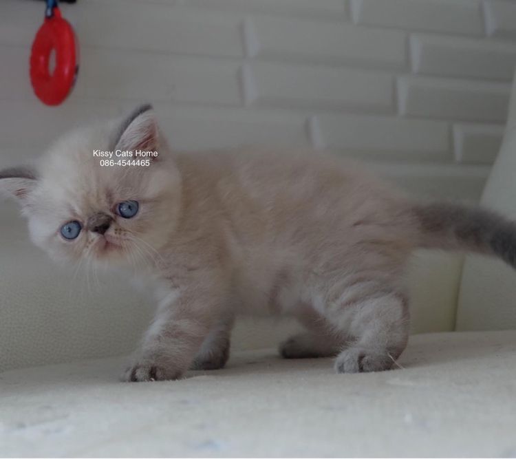 Sold ลูกแมว Exotic SH (colour point) Himalayan lynx point รูปที่ 8