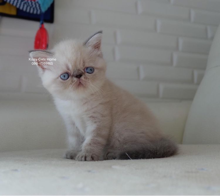 Sold ลูกแมว Exotic SH (colour point) Himalayan lynx point รูปที่ 9
